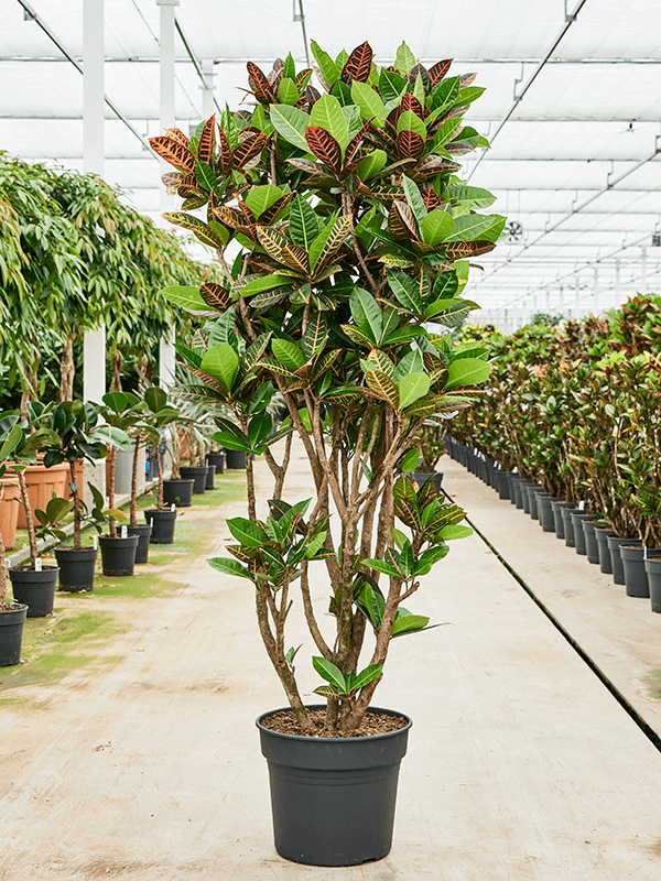 Planta naturala de interior Branched D80xH190cm Croton (Codiaeum) variegatum 'Petra' PS38/32cm in pamant