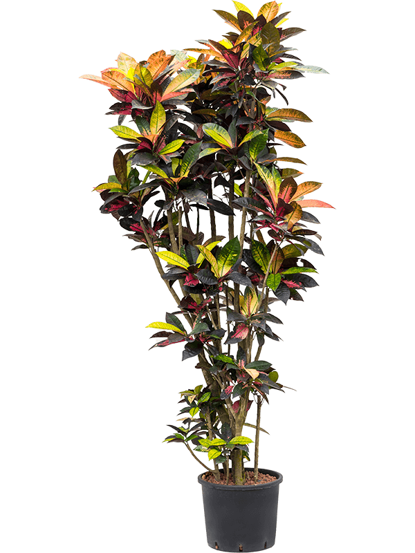 Planta naturala de interior Branched D80xH200cm Croton (Codiaeum) variegatum 'Mrs. Iceton' P30/26cm in hidrogranule