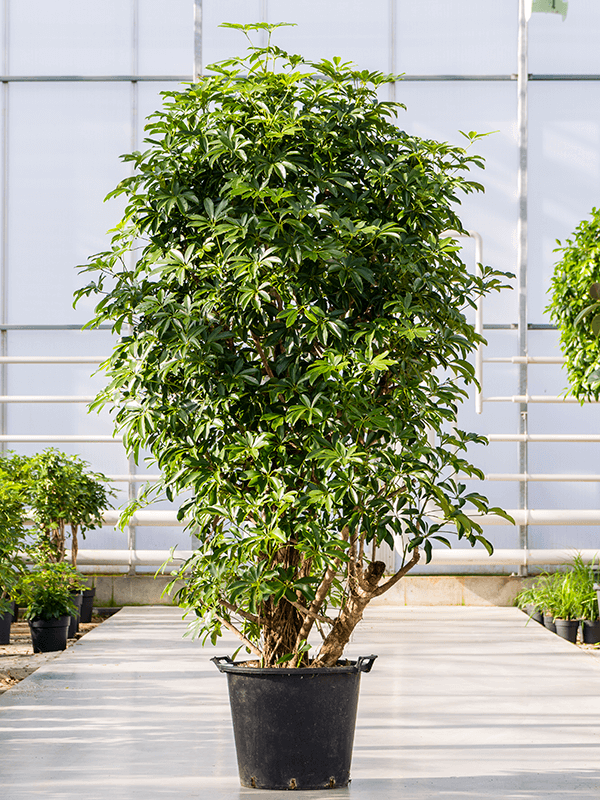 Planta naturala de interior Branched D80xH210cm Schefflera arboricola 'Compacta' PS45/37cm in pamant