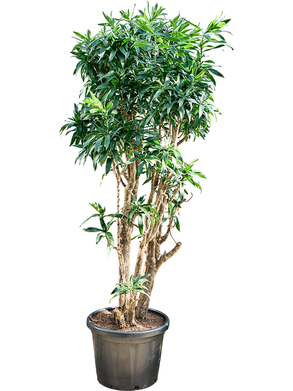 Planta naturala de interior Branched D80xH220cm Pleomele (Dracaena) reflexa PS50/41cm in pamant