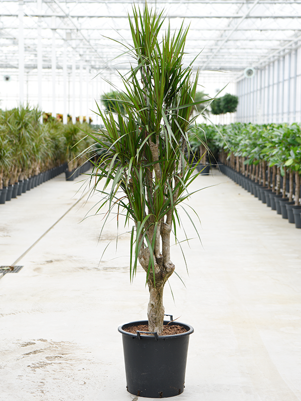 Planta naturala de interior Branched D80xH225cm Dracaena marginata PS45/37cm in pamant