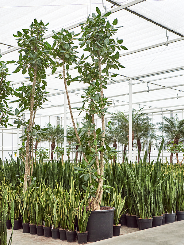 Planta naturala de interior Branched D80xH450cm Ficus benghalensis PS80/55cm in pamant