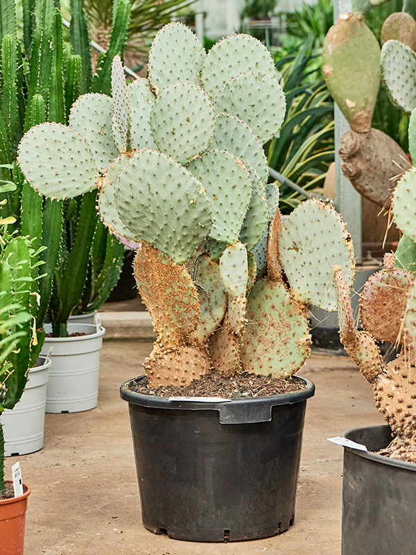 Planta naturala de interior Branched D80xH95cm Opuntia santa rita PS35/28cm in pamant