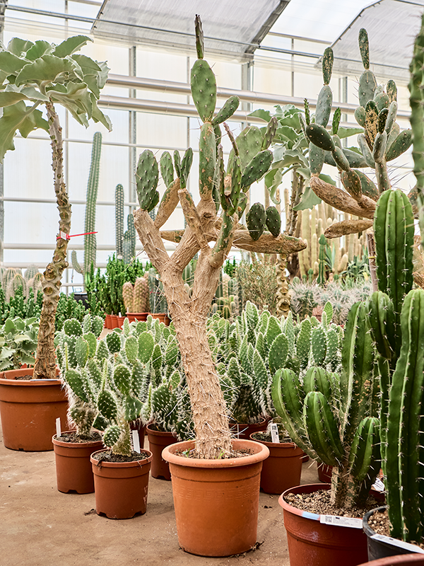 Planta naturala de interior Branched D85xH155cm Opuntia quitensis PS40/33cm in pamant