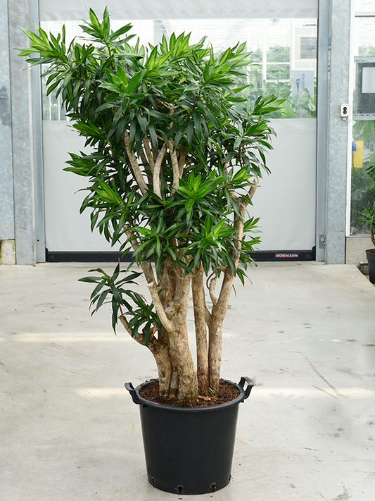 Planta naturala de interior Branched D85xH160cm Pleomele (Dracaena) reflexa 'Song of Jamaica' PS45/37cm in pamant