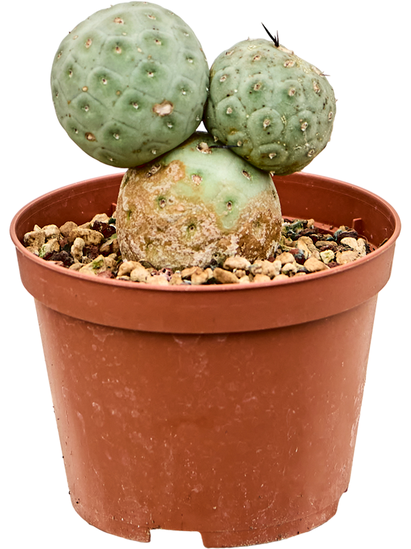 Planta naturala de interior Branched D8xH16cm Tephrocactus geometricus PS10/8cm in pamant