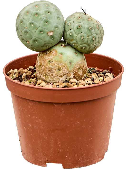 Planta naturala de interior Branched D8xH16cm Tephrocactus geometricus PS10/8cm in pamant