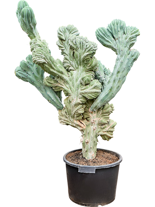 Planta naturala de interior Branched D90xH140cm Myrtillocactus geometrizans 'Cristata' PS44/32cm in pamant