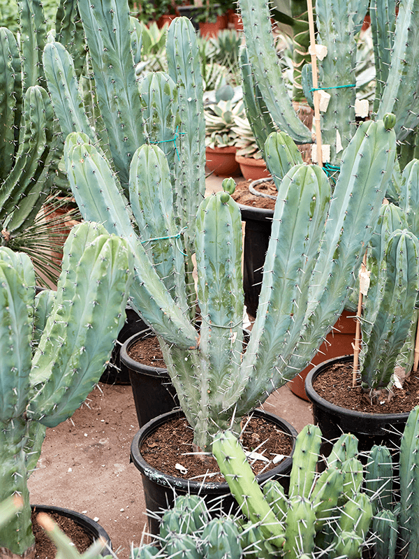 Planta naturala de interior Branched D90xH140cm Myrtillocactus geometrizans PS28/25cm in pamant