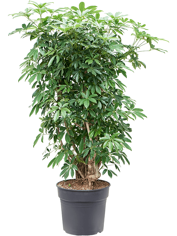 Planta naturala de interior Branched D90xH145cm Schefflera arboricola 'Compacta' PS34/30cm in pamant