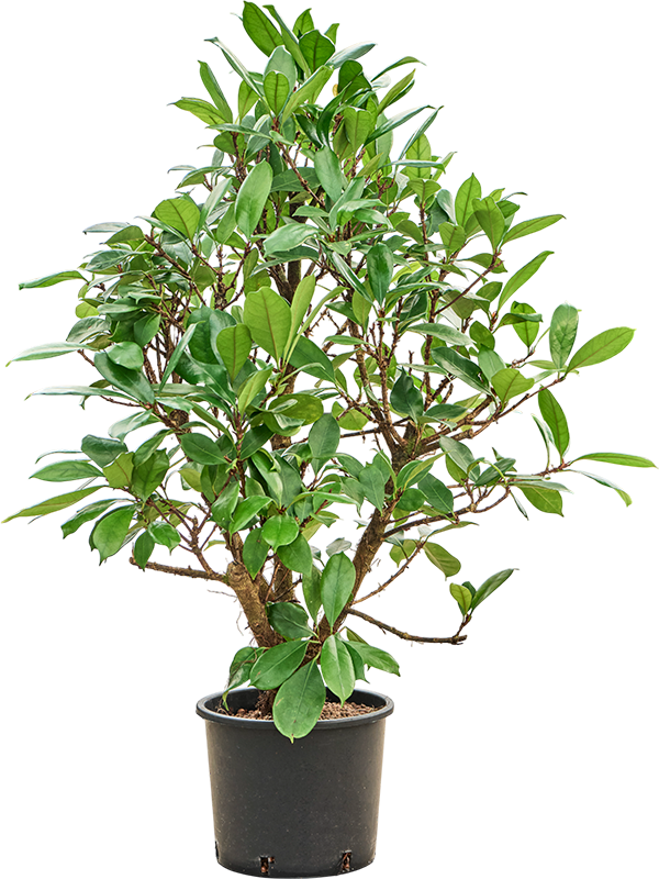 Planta naturala de interior Branched D90xH150cm Ficus cyathistipula P30/26cm in hidrogranule