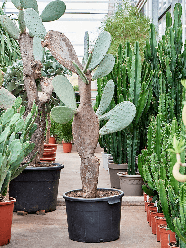 Planta naturala de interior Branched D90xH150cm Opuntia indica PS50/35cm in pamant