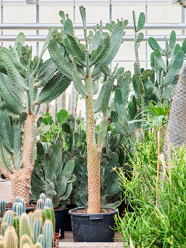 Planta naturala de interior Branched D90xH170cm Opuntia consolea PS42/31cm in pamant