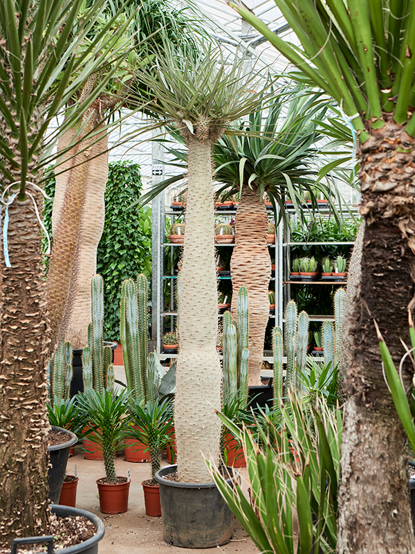 Planta naturala de interior Branched D90xH200cm Pachypodium lamerei PS50/46cm in pamant