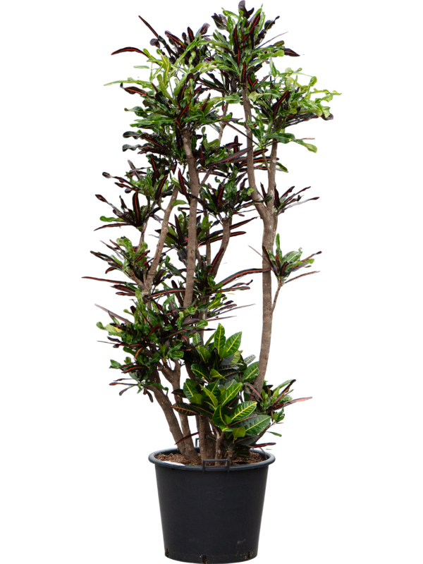 Planta naturala de interior Branched D90xH230cm Croton (Codiaeum) variegatum 'Mammi' PS50/41cm in pamant