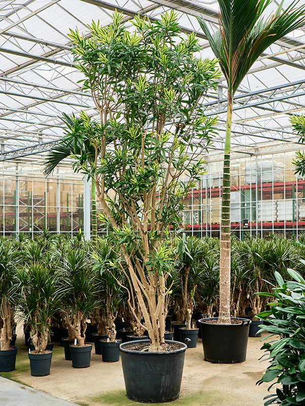 Planta naturala de interior Branched D90xH400cm Pleomele (Dracaena) reflexa 'Song of Sri Lanka' (350-400) PS70/51cm in pamant