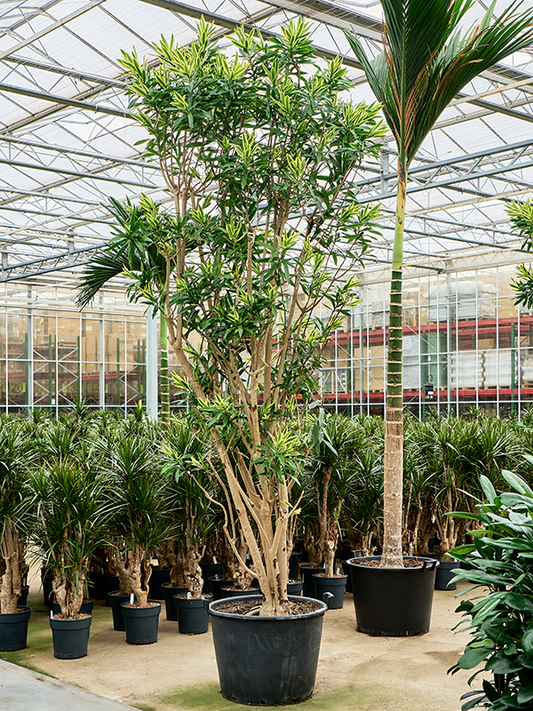 Planta naturala de interior Branched D90xH400cm Pleomele (Dracaena) reflexa 'Song of Sri Lanka' (350-400) PS70/51cm in pamant
