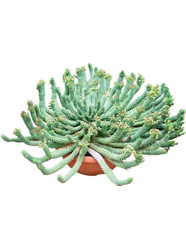 Planta naturala de interior Branched D90xH40cm Euphorbia caput-medusae PS40/19cm in pamant