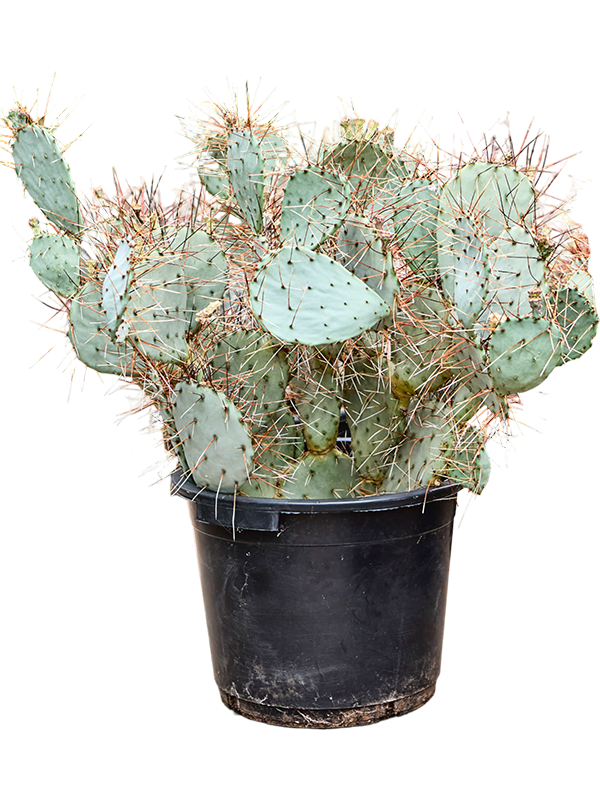 Planta naturala de interior Branched D90xH80cm Opuntia macrocentra PS35/32cm in pamant