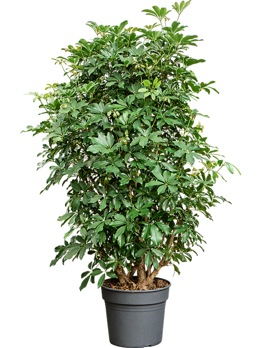Planta naturala de interior Branched D95xH170cm Schefflera arboricola 'Compacta' (160-200) PS38/32cm in pamant