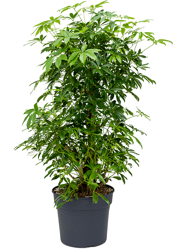 Planta naturala de interior Branched D95xH180cm Schefflera arboricola 'Compacta' PS38/32cm in pamant