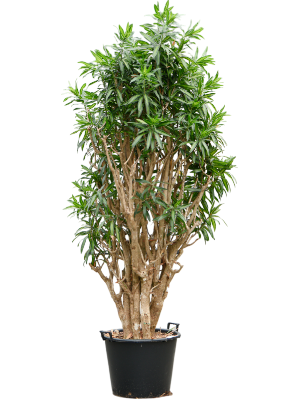 Planta naturala de interior Branched D95xH220cm Pleomele (Dracaena) reflexa 'Song of Jamaica' PS55/41cm in pamant