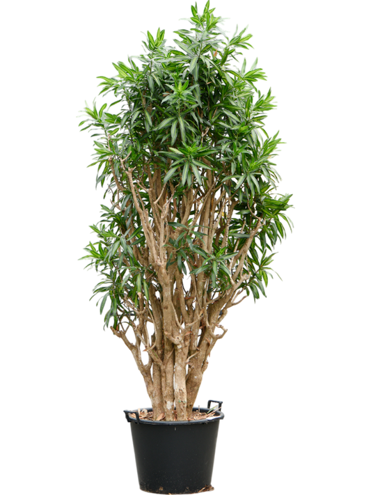 Planta naturala de interior Branched D95xH220cm Pleomele (Dracaena) reflexa 'Song of Jamaica' PS55/41cm in pamant