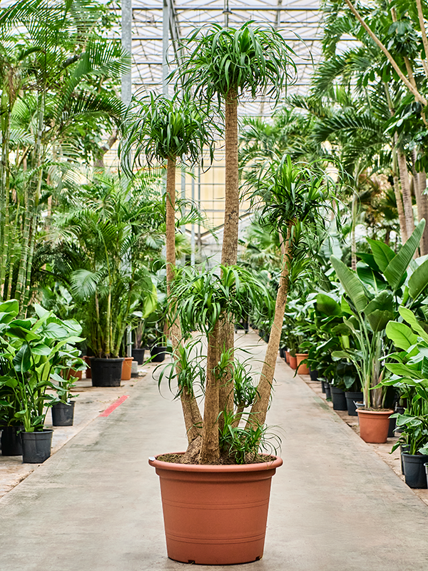 Planta naturala de interior Branched D95xH230cm Beaucarnea recurvata PS65/44cm in pamant