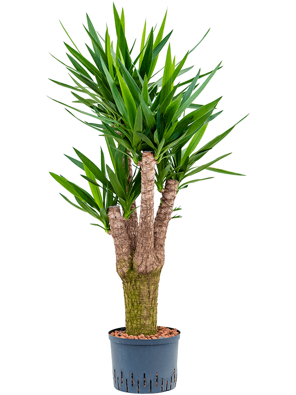 Planta naturala de interior Branched extra D60xH130cm Yucca elephantipes P25/19cm in hidrogranule