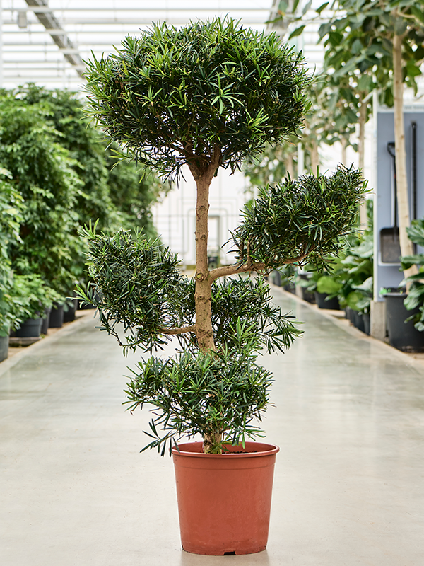 Planta naturala de interior Branched/multi crowns (130-155) D85xH145cm Podocarpus macrophyllus PS34/31cm in pamant