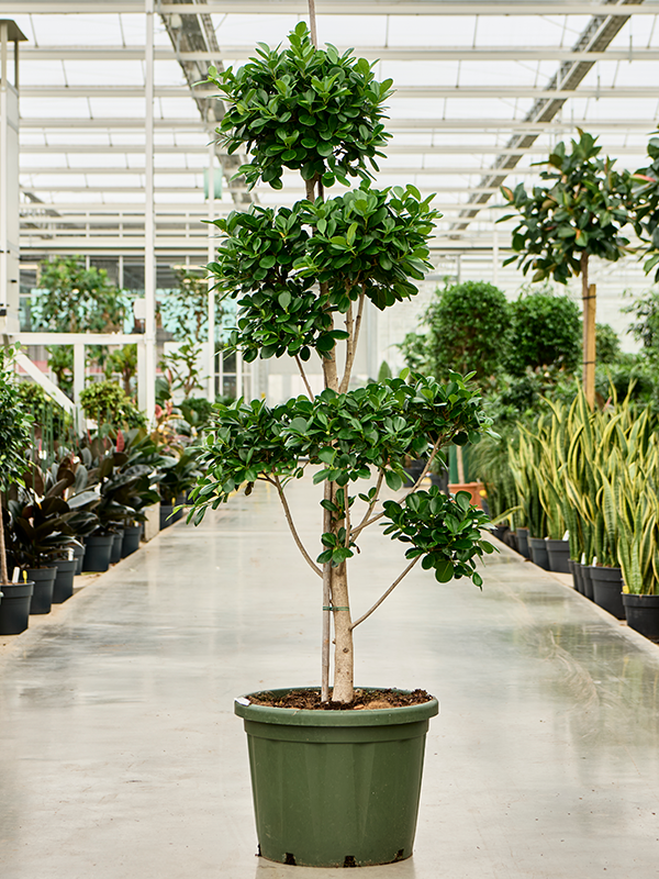 Planta naturala de interior Branched/Multi crowns D100xH200cm Ficus microcarpa 'Moclame' PS49/37cm in pamant