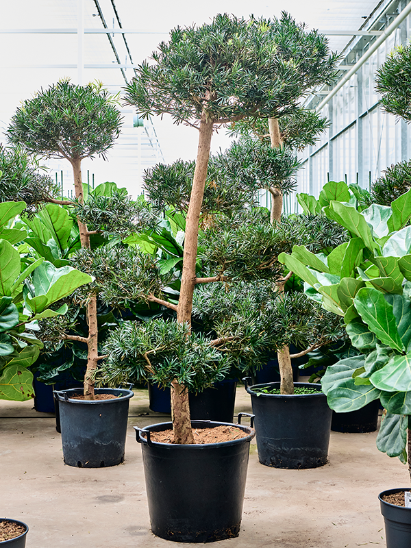 Planta naturala de interior Branched/multi crowns D100xH200cm Podocarpus macrophyllus PS50/41cm in pamant