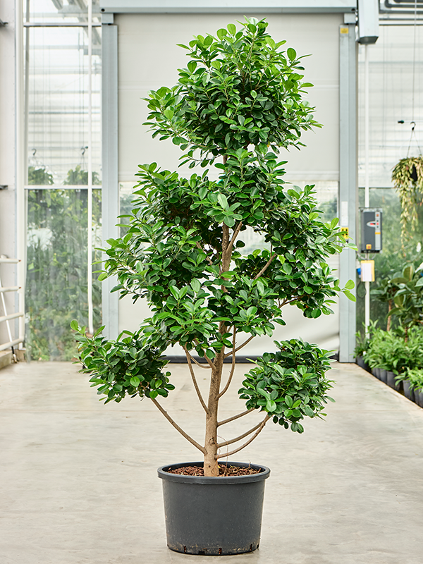 Planta naturala de interior Branched/Multi crowns D100xH210cm Ficus microcarpa 'Moclame' P42/32cm in hidrogranule