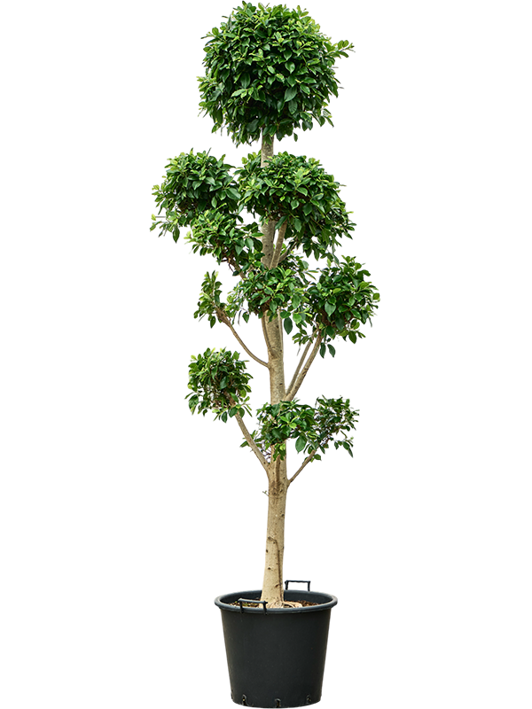 Planta naturala de interior Branched/Multi crowns D100xH240cm Ficus microcarpa 'Nitida' PS50/41cm in pamant