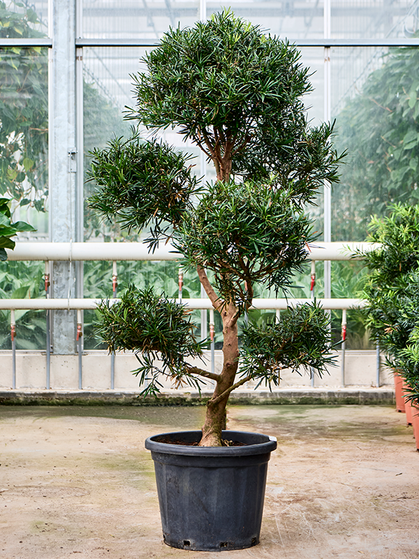 Planta naturala de interior Branched/multi crowns D110xH170cm Podocarpus macrophyllus PS34/31cm in pamant