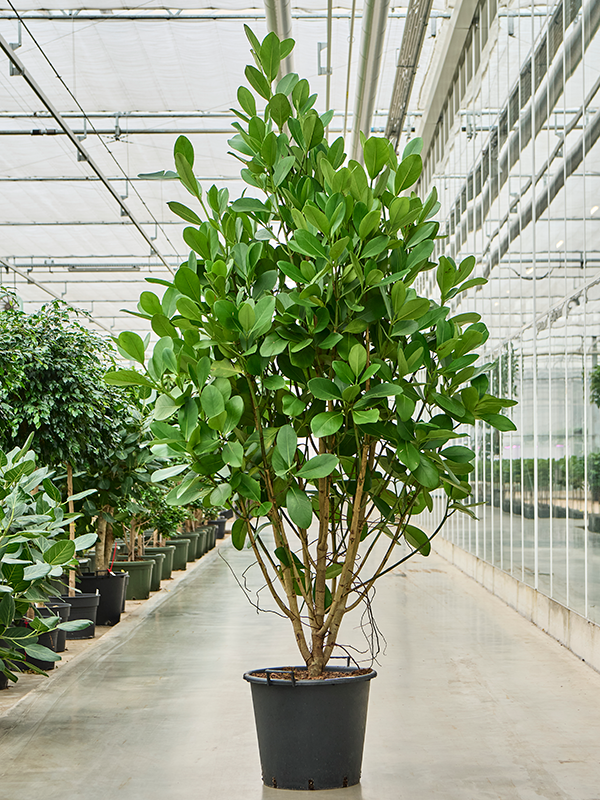 Planta naturala de interior Branched/Multi crowns D110xH270cm Clusia rosea PS50/41cm in pamant