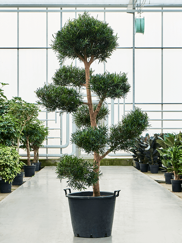 Planta naturala de interior Branched/multi crowns D120xH240cm Podocarpus macrophyllus (200-260) PS55/42cm in pamant