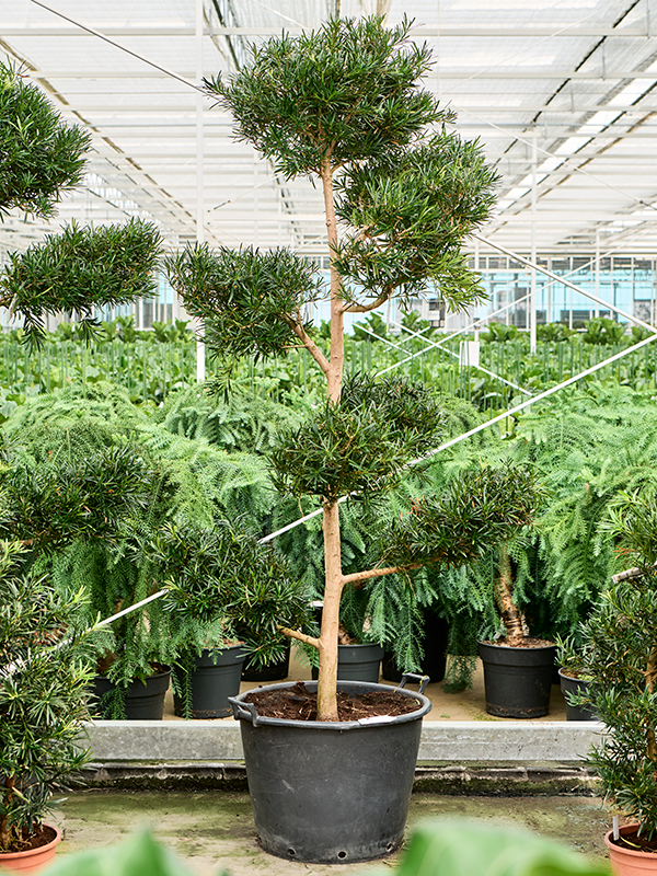 Planta naturala de interior Branched/multi crowns D120xH240cm Podocarpus macrophyllus PS60/43cm in pamant