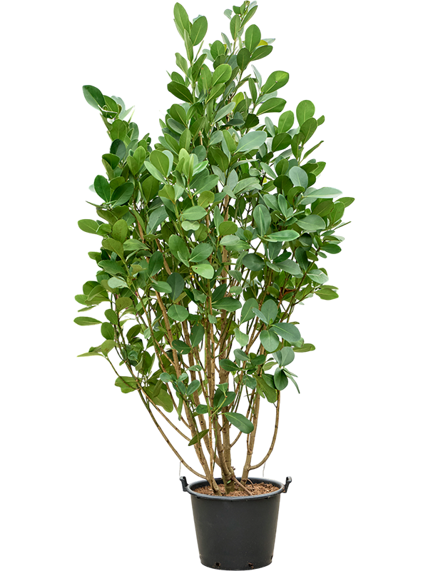 Planta naturala de interior Branched/Multi crowns D120xH275cm Clusia rosea PS50/41cm in pamant
