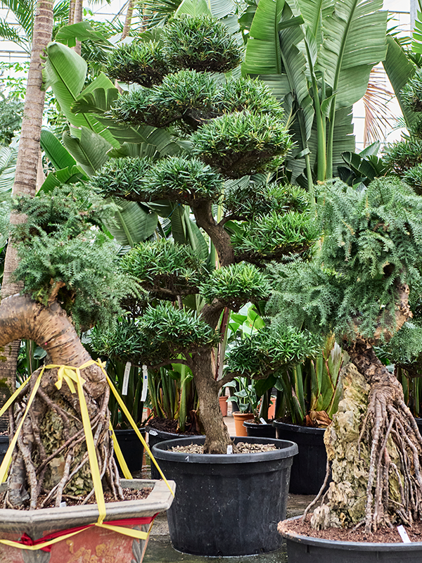 Planta naturala de interior Branched/multi crowns D130xH275cm Podocarpus macrophyllus PS75/55cm in pamant