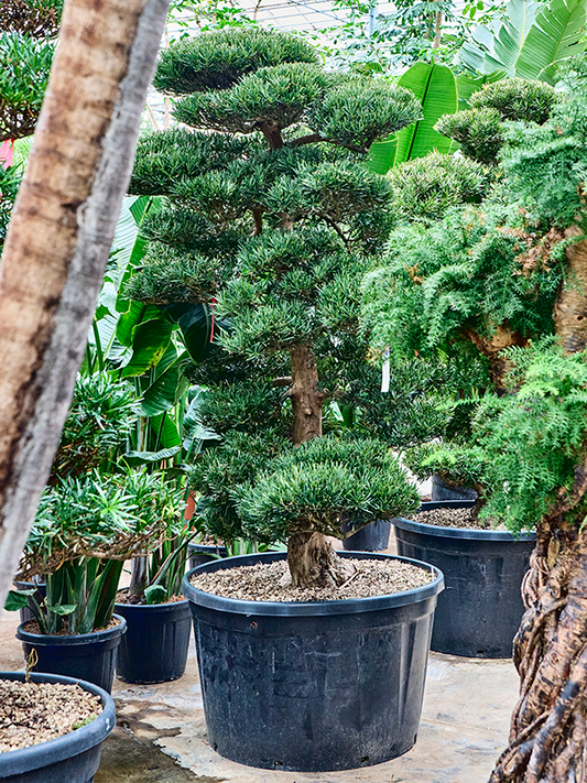 Planta naturala de interior Branched/multi crowns D160xH250cm Podocarpus macrophyllus PS95/57cm in pamant