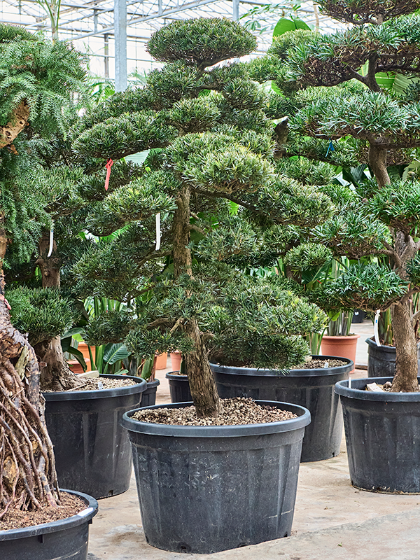 Planta naturala de interior Branched/multi crowns D170xH260cm Podocarpus macrophyllus PS94/57cm in pamant