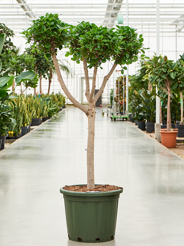 Planta naturala de interior Branched/Multi crowns D80xH140cm Ficus mic ...