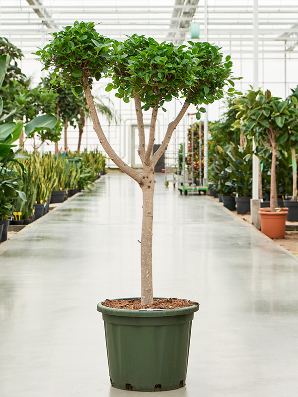 Planta naturala de interior Branched/Multi crowns D80xH140cm Ficus microcarpa 'Moclame' PS44/28cm in pamant