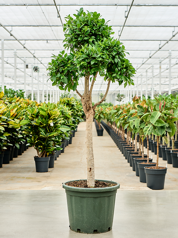 Planta naturala de interior Branched/Multi crowns D80xH140cm Ficus microcarpa 'Nitida' PS44/28cm in pamant