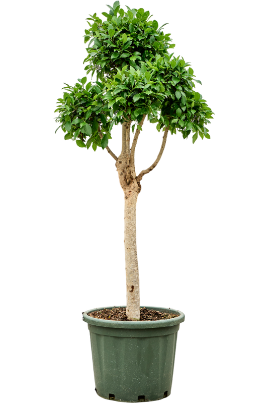 Planta naturala de interior Branched/Multi crowns D80xH140cm Ficus microcarpa 'Nitida' PS44/28cm in pamant