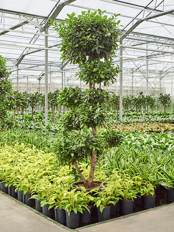 Planta naturala de interior Branched/Multi crowns D80xH240cm Ficus microcarpa ‘Nitida’ P42/32cm in hidrogranule