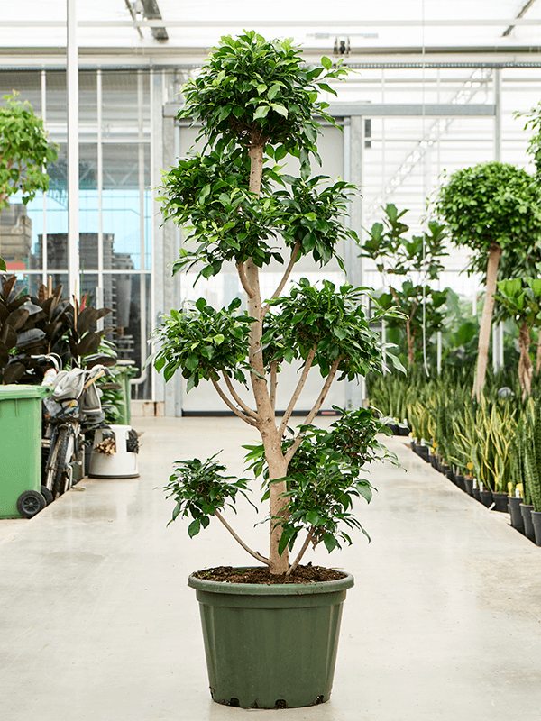 Planta naturala de interior Branched/Multi crowns D80xH260cm Ficus microcarpa 'Nitida' PS50/38cm in pamant