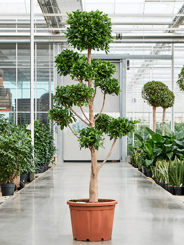 Planta naturala de interior Branched/Multi crowns D90xH200cm Ficus microcarpa 'Nitida' PS50/38cm in pamant