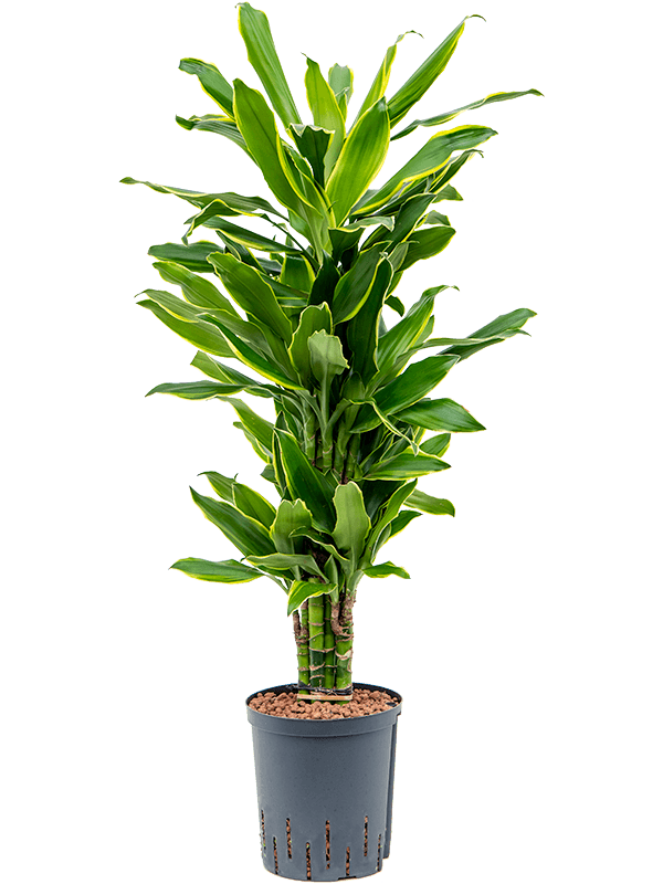 Planta naturala de interior Branched-multi D35xH110cm Dracaena fragrans 'Golden Coast' P18/19cm in hidrogranule